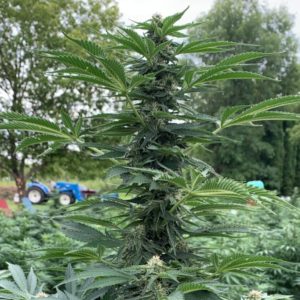 Smokable Flower
